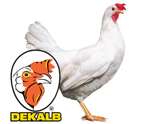 ab ovo Dekalb White