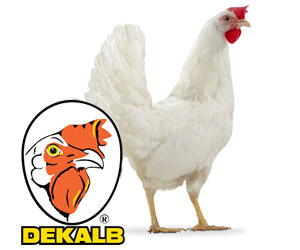 ab ovo Dekalb White